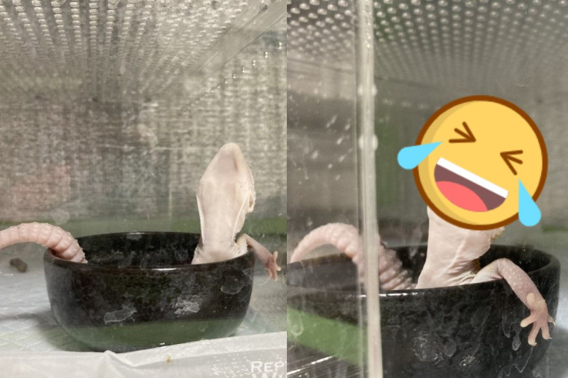 日本一隻豹紋守宮跑進水盆裡「泡澡」   圖／twitter @reptiles_p
