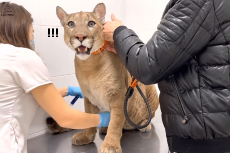 俄羅斯網紅大貓「梅西」日前到獸醫院做健檢   圖／Youtube @I_am_puma