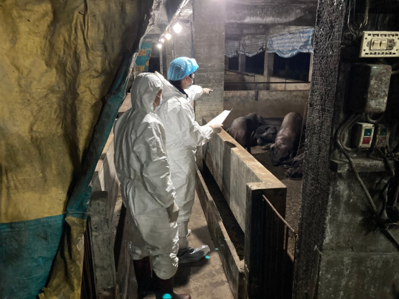 動保處防疫人員連夜進行豬場生物安全訪視。   圖：新北市動保處提供
