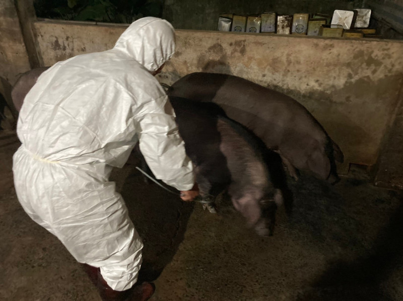 動保處徹夜進行畜牧移動管制及採檢。   圖：新北市動保處提供