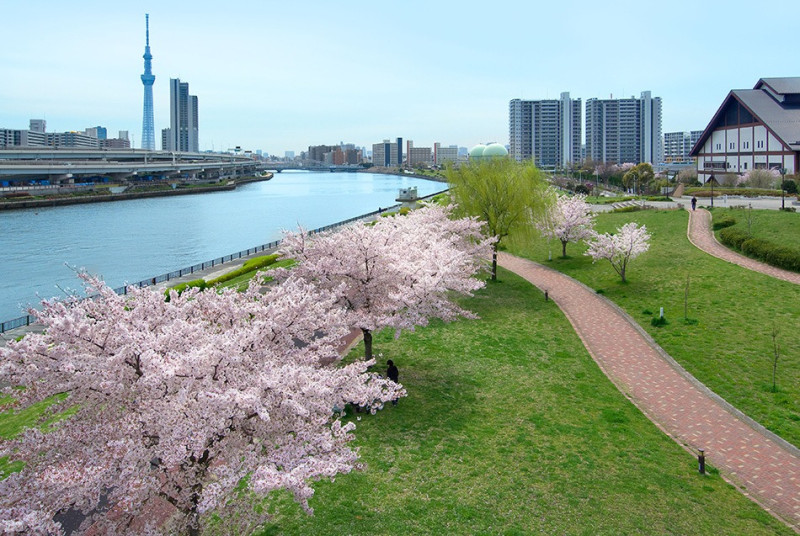 日本東京的櫻花今年提早盛開，專家紛紛警告，這樣的現象恐是更嚴重的氣候危機徵兆。   圖：翻攝自東京旅遊 Go Tokyo臉書
