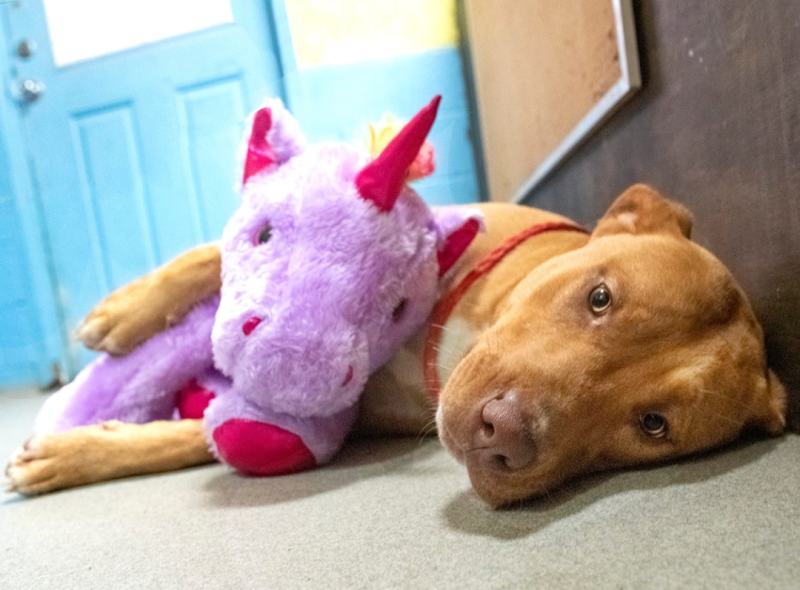 「西蘇」對紫色獨角獸玩偶情有獨鍾，和玩偶膩在一起的可愛模樣引起網友熱議。   圖：翻攝自Duplin County Animal Services臉書