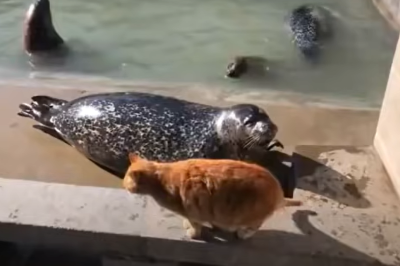 胖海豹對空鳴叫，打擾到橘貓竟慘遭巴頭！   圖／Youtube ＠RandomVideosFromTheWeb