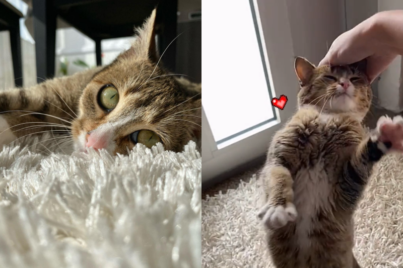貓咪打開心房後，看到手就主動把頭湊上去！   圖／Instagram、TiKTok ＠greycatsophie