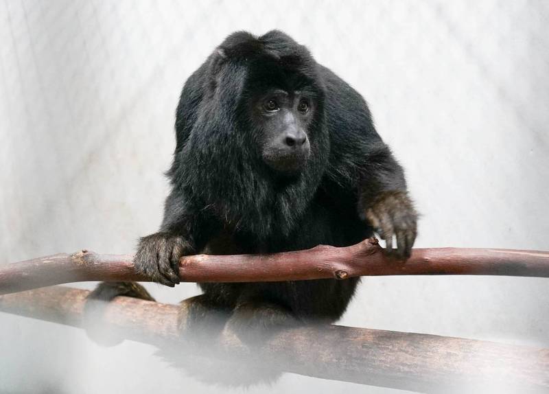 「黑吼猴」因發出的咆嘯聲可傳到2公里外而得名。   圖：台北市立動物園/提供