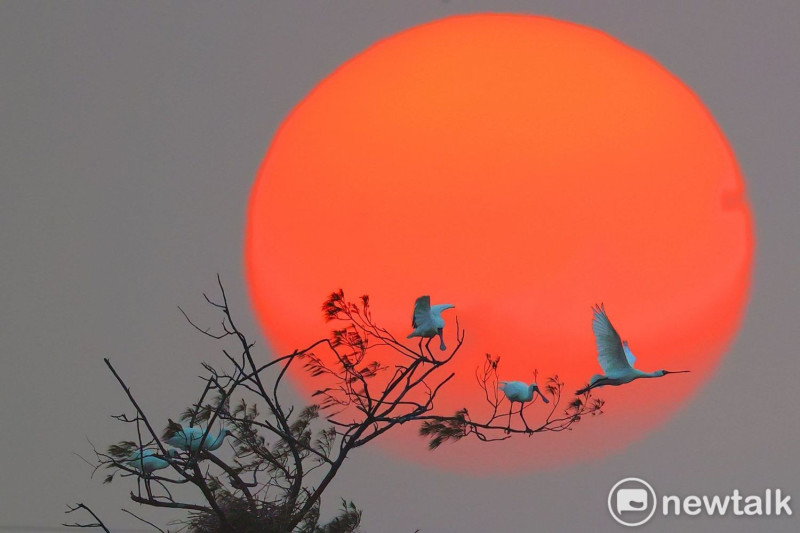 成大醫院副院長吳俊明的「夕陽黑琵」，是長時間耐心等候的成果。   圖：拍鳥俱樂部提供