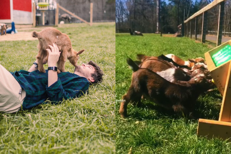 小羊看到美食，尾巴高速搖擺好開心！   圖／Instagram@ goat_daddys_farm