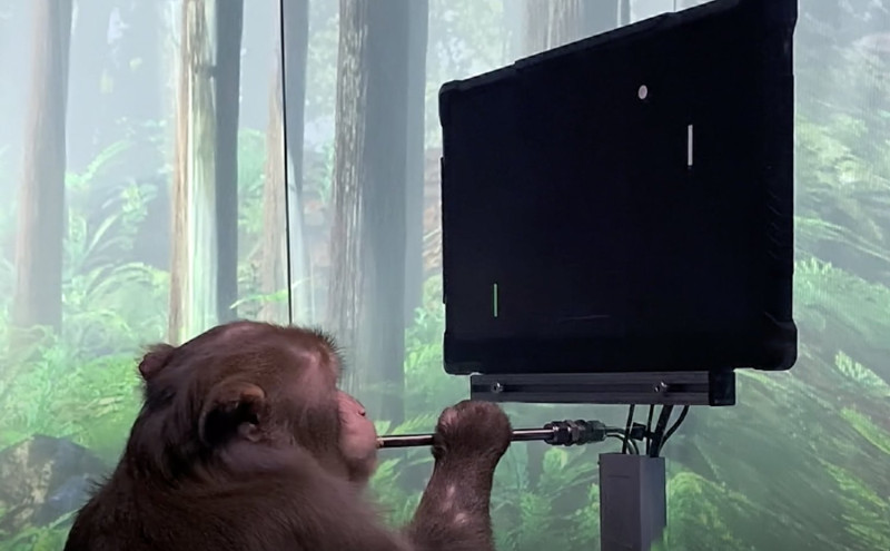 馬斯克創辦的神經科學公司Neuralink釋出一隻影片，顯示猴子正在用腦波玩電子乒乓遊戲。   圖：翻攝自Neuralink推特