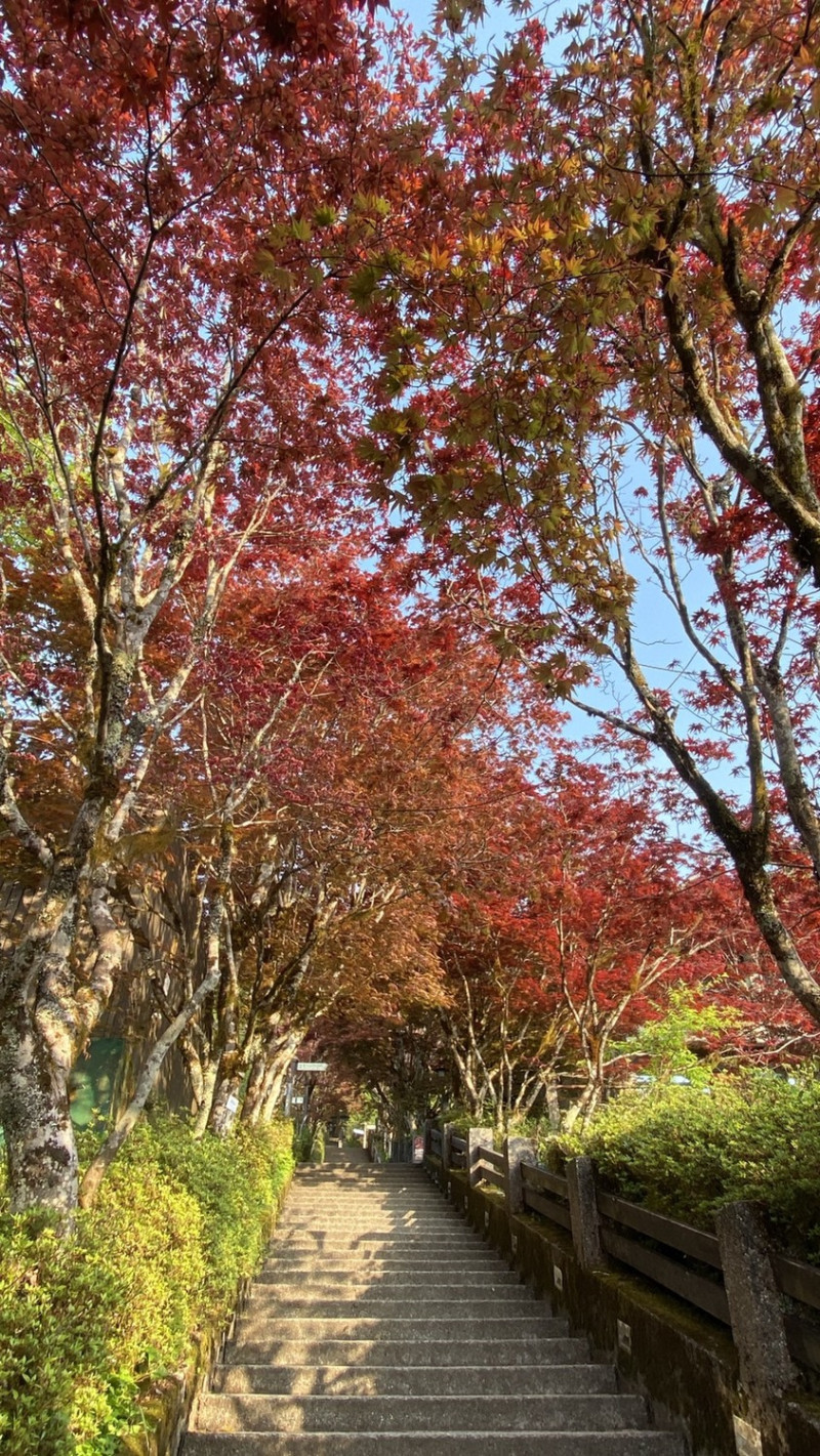 太平山的紫葉槭有宛如楓紅的美景。   