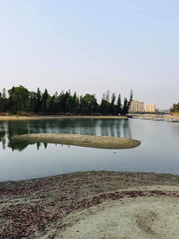 網民直呼澄清湖出現「小沙洲」，同時可見土地龜裂、草叢叢生情景。   圖：翻攝自臉書