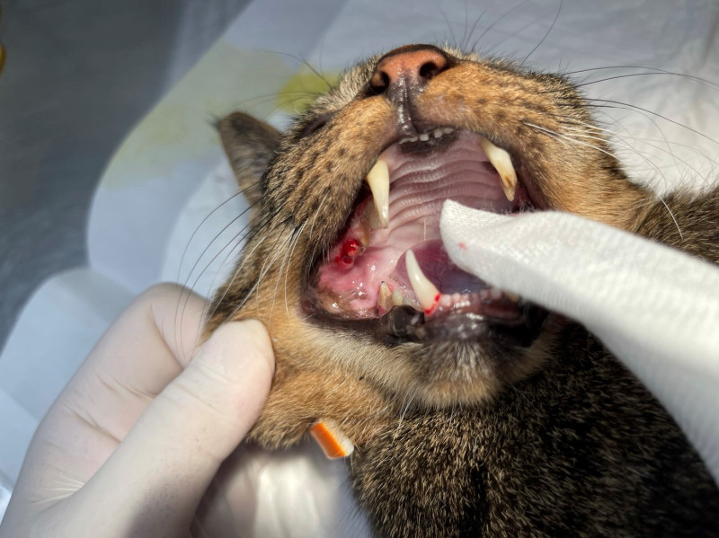 徹底口腔檢查以釐清貓咪口腔狀況以了解對策。   圖：新北市動保處提供