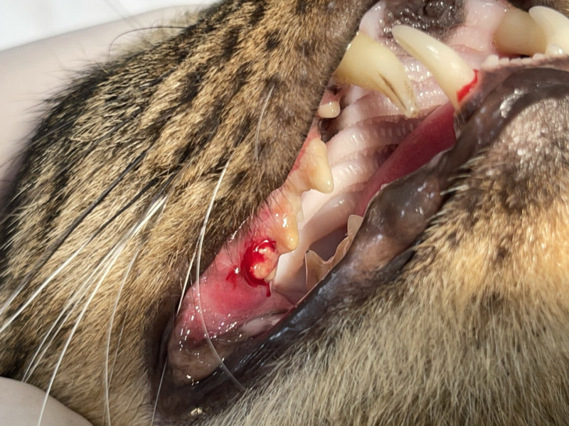 貓慢性牙齦炎口炎讓貓咪嘴巴痛痛食慾不佳難以進食。   圖：新北市動保處提供