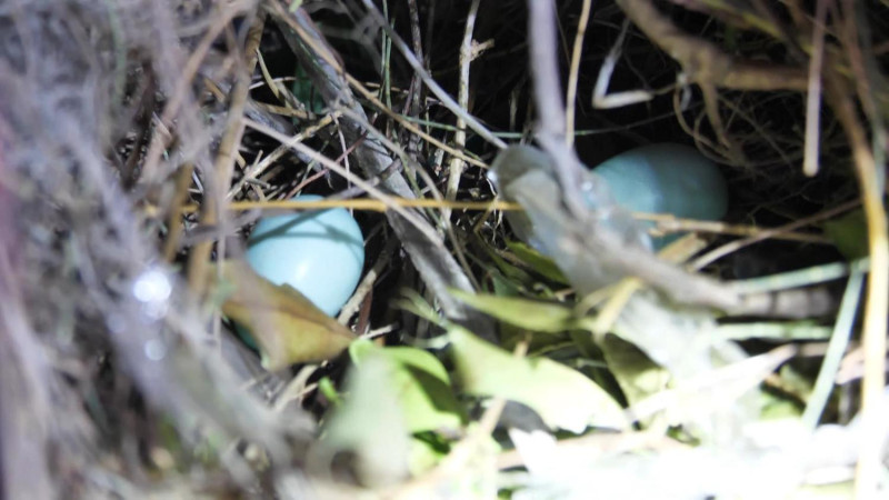 鳥巢裡頭還有二顆淡藍色的鳥蛋。   圖：新北市交通局提供