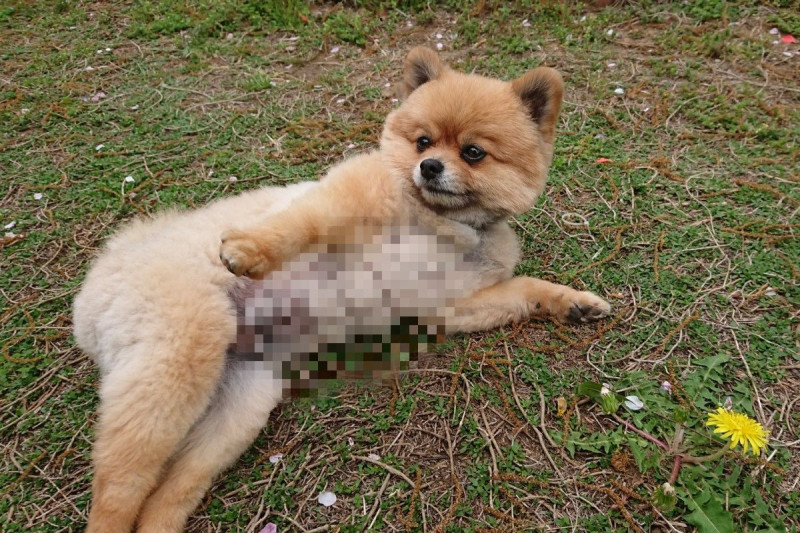 日本一隻博美犬擁有讓人人稱羨的好身材   圖／twitter @harepiyopiyo
