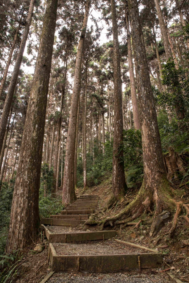 藤枝國家森林遊樂區林區步道。   圖：高雄市政府／提供