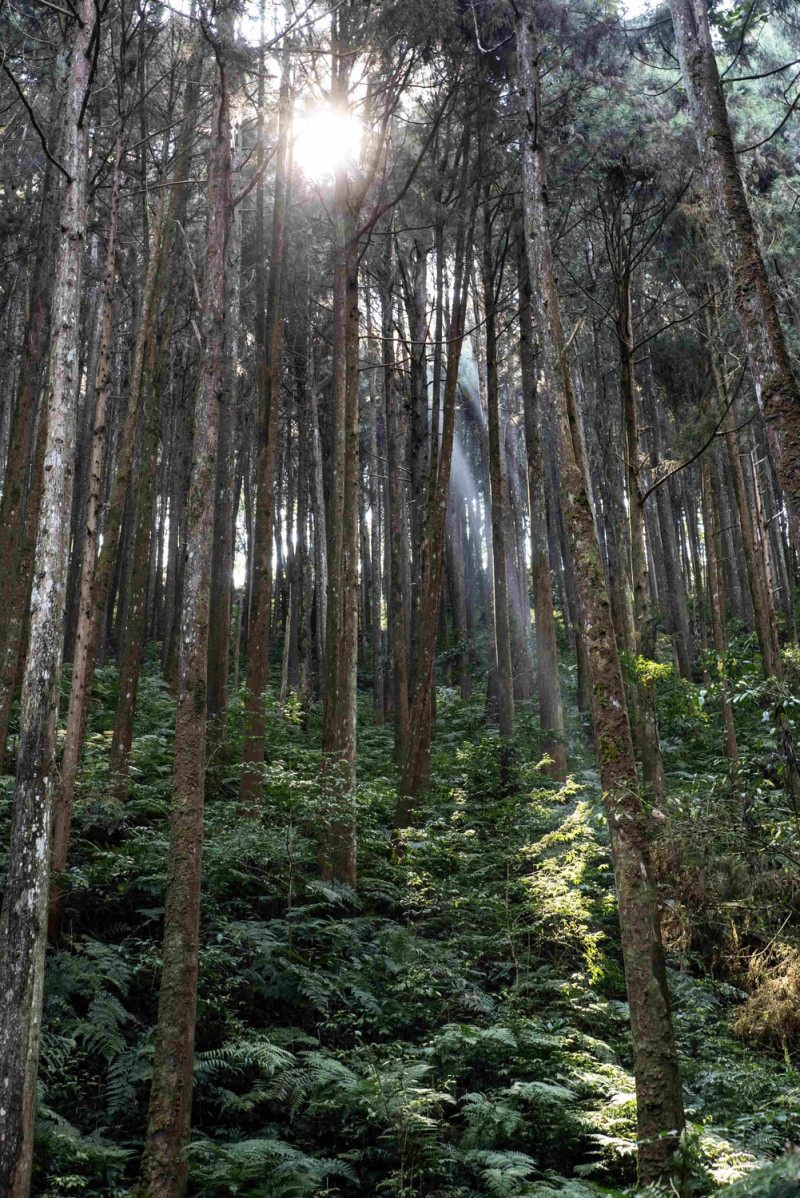 藤枝國家森林遊樂區林木蒼翠茂盛。   圖：高雄市政府／提供