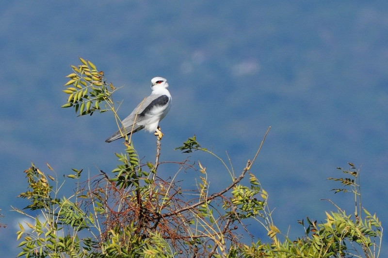 目前台灣有正式記錄的猛禽超過三十種，絕大多數都是遷徙性猛禽，只有少數種類是不遷移的留鳥，如社子島的常駐猛禽明星－黑翅鳶。   圖：台北市水利局／提供