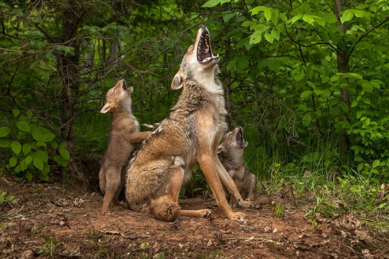 母狼一嚎叫，小狼們也跟著「嗷嗚」（圖／翻攝自Jim Zuckerman）      圖／翻攝自Jim Zuckerman