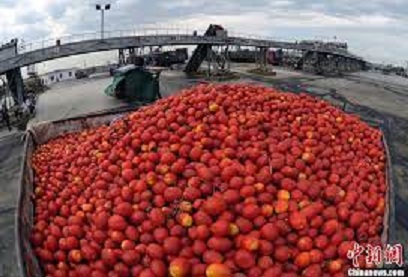 日經亞洲評論今天 (14) 日報導，日本「番茄醬之王」可果美（Kagome）已經停止進口中國新疆的番茄。   圖 : 翻攝自中新網