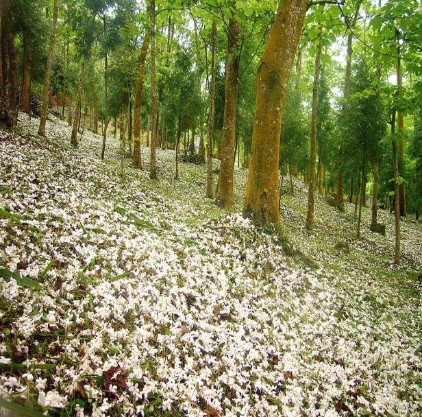 東勢林場的油桐花進入盛開花期，將山林染成宛如白雪皚皚景象。   圖：台中市政府/提供