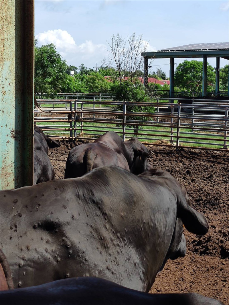 農委會表示，為防堵牛結節疹擴散，3天內苗栗以北地區將全面施打疫苗（圖為罹患牛結節疹的牛隻）。   圖：農委會／提供