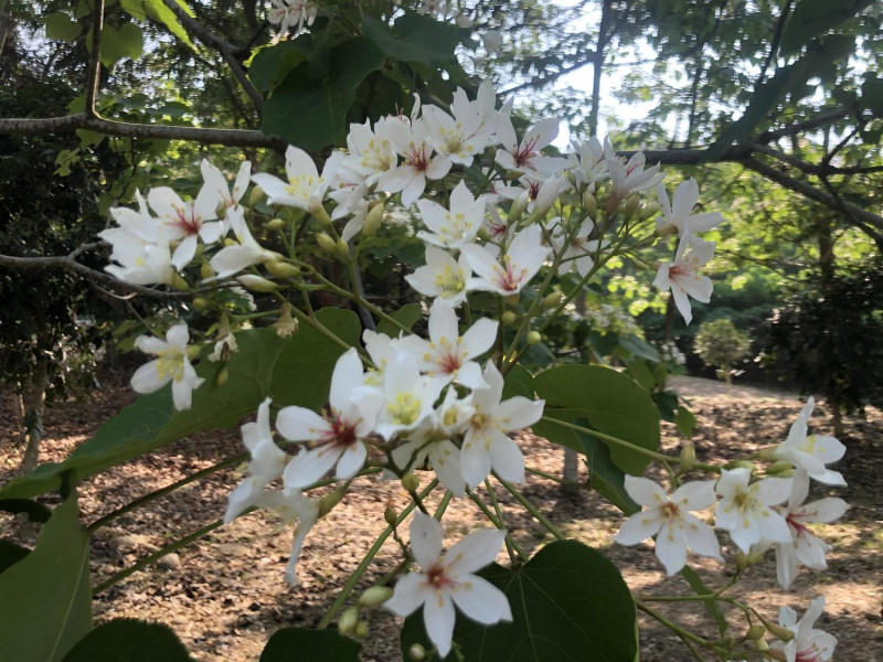 雲林客家桐花祭首場於4月17至18日2天在古坑荷苞山桐花公園舉行。   圖：取自客家桐花祭官網