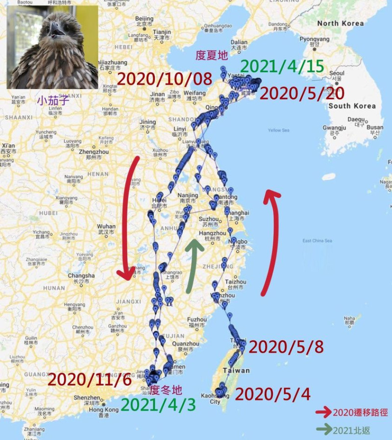 候鳥黑鳶小茄子這一年的飛行路徑。   圖：取自屏科大鳥類生態研究室 NPUST Bird Ecology Lab臉書