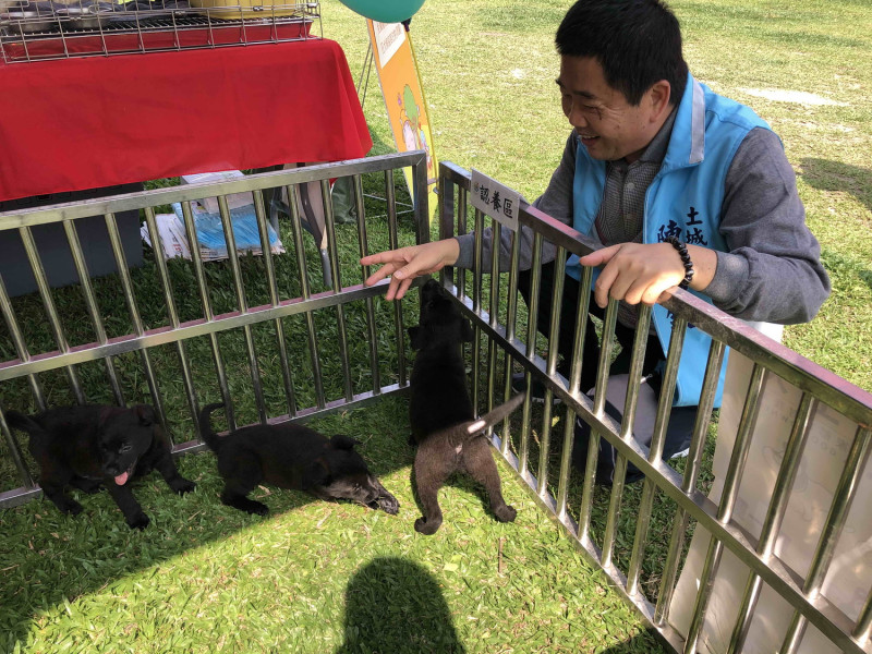 土城區長陳國欽和認養區的狗狗們互動。   圖：新北市動保處提供