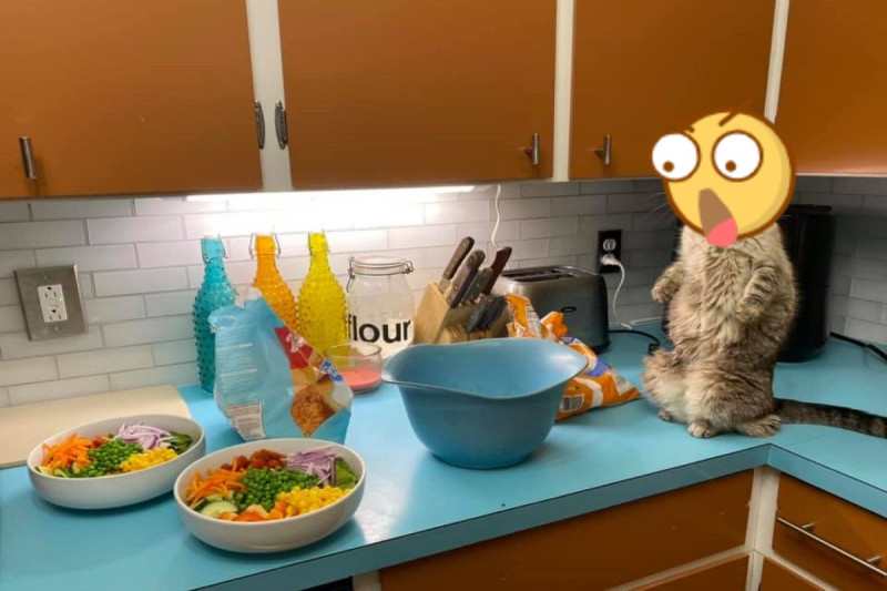 貓咪看見碗裡都是蔬菜的反應相當有趣   圖／FB @Maggie Bee Crowley   