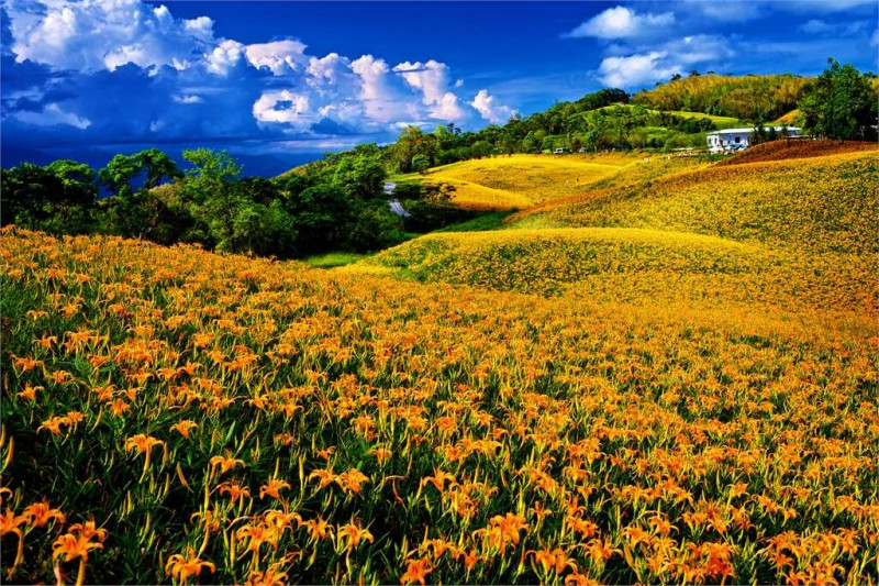 赤科山金針花季。   圖：取自花東縱谷國家風景區網站（資料照片）