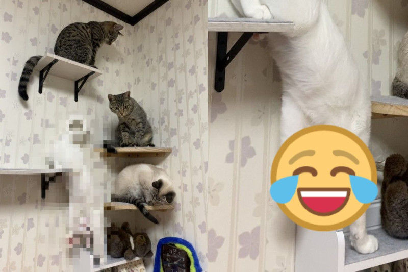日本一名推主幫貓咪拍照時，白貓竟然做出奇怪的謎樣動作   圖／twitter @neko_fuyunosuke