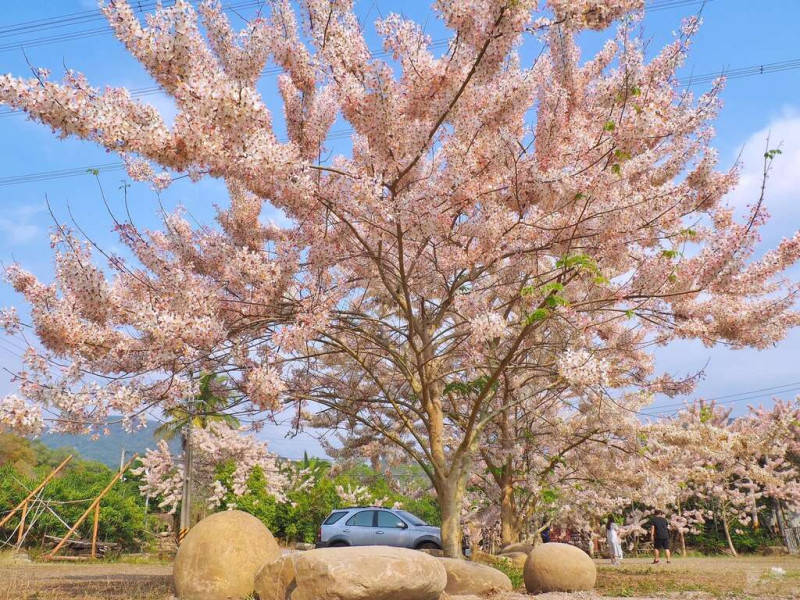 粉紅爆炸般盛開的花旗木。   圖：台南觀旅局／提供