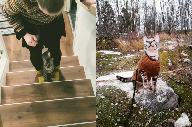  貓與奴才「腳踏腳」上樓梯　網讚：無與倫比的默契！   圖／Instagram＠ my.cat.got.talent