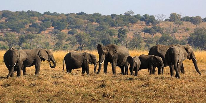 辛巴威目前快速出售大象獵殺權。   圖 : 翻攝自界面新闻
