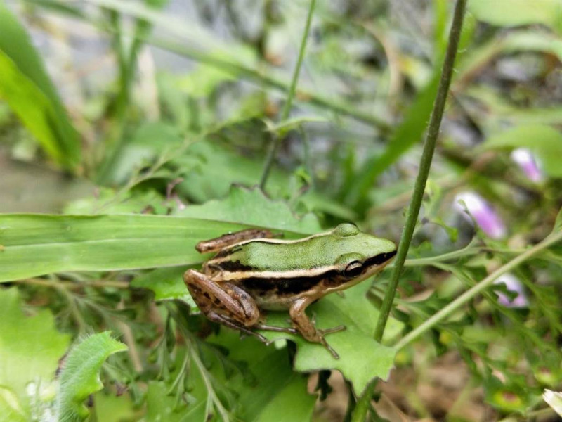 「臺北赤蛙」體長僅3到5公分大小，背部金黃綠色或是綠色，體側有白色背側褶極為醒目，俗稱「雷公蛙」。   圖：新北市農業局提供