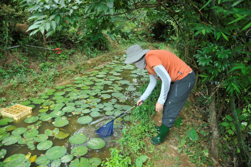 新北市農業局與台灣大學生態所李培芬教授團隊在三芝、石門進行雷公蛙野放個體日間調查。   圖：新北市農業局提供