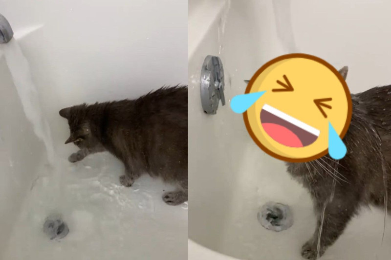 英國有一隻貓咪非常熱愛玩水！   圖／IG ＠showeringkitty