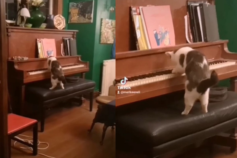 國外一名女網友聽到琴聲，湊近一看竟是黑白貓正在「彈鋼琴」。   圖／tik tok ＠merikeeneli