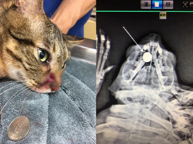 「姆姆」遭槍擊後，牠的右側鼻甲骨盡毀，喪失部分呼吸、嗅覺功能。   圖：翻攝貓咪也瘋狂俱樂部臉書
