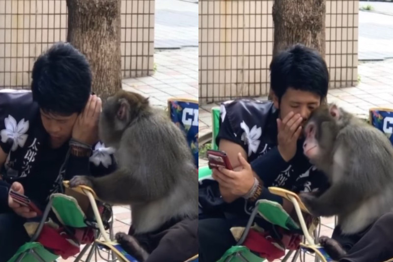 網友目睹一隻猴子與一名男子互相講悄悄話   圖／Facebook @Odil Sahertian