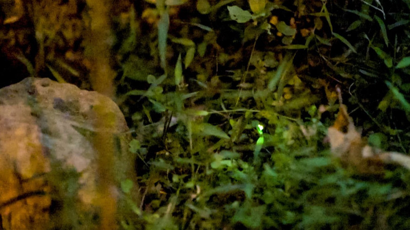 大安森林公園螢火蟲。   圖：北市公園處／提供