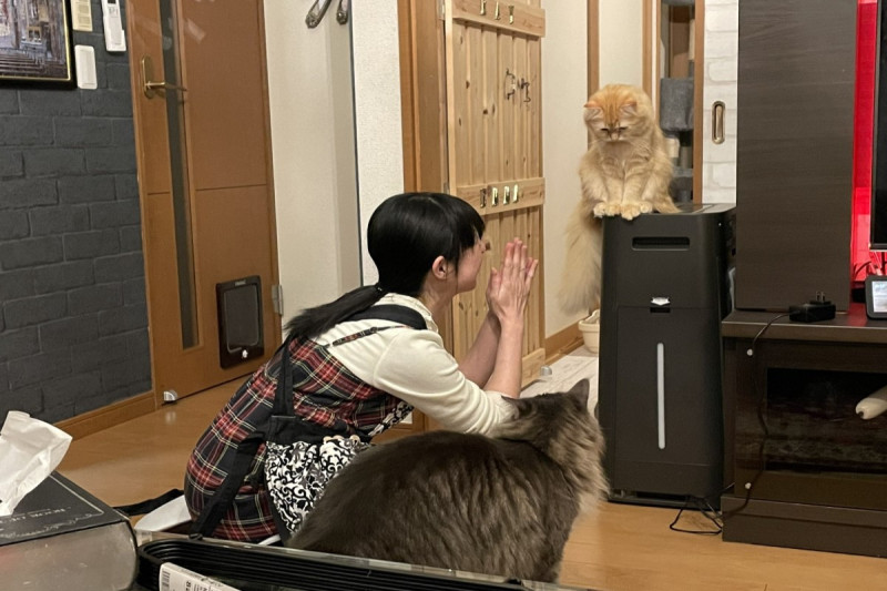 日本一隻橘貓日前被推主兒子不小心關在廁所，出來後滿臉憂愁   圖／twitter @ NEKOLAND13