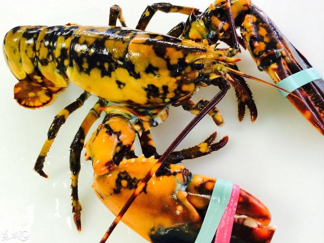在知名連鎖海鮮餐廳Red Lobster發現藍紋龍蝦   取自kknews