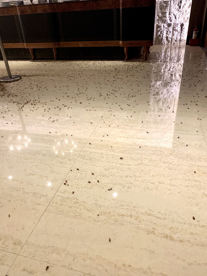 餐廳地面滿地都是蟑螂，場面相當嚇人。   圖：王欣儀議員辦公室 / 提供
