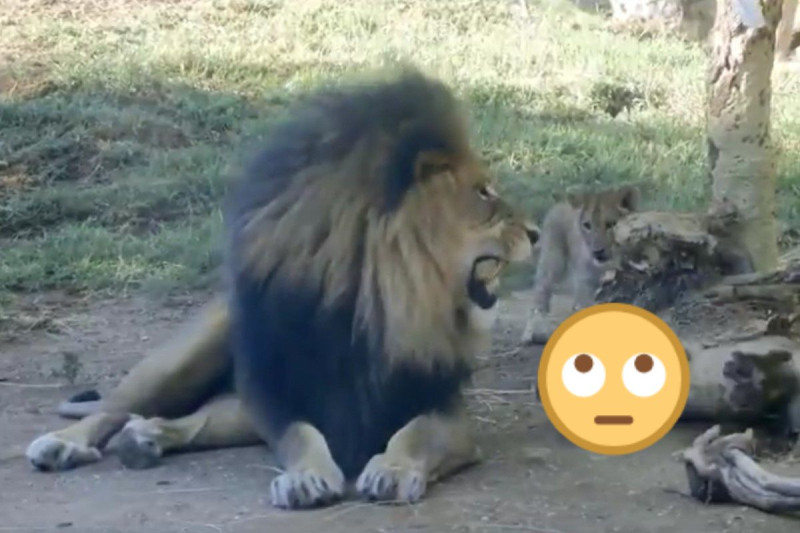 公獅被小獅騷擾後回頭怒吼，小獅下一秒竟然綜藝摔！   圖／twitter @AnimalsWorId
