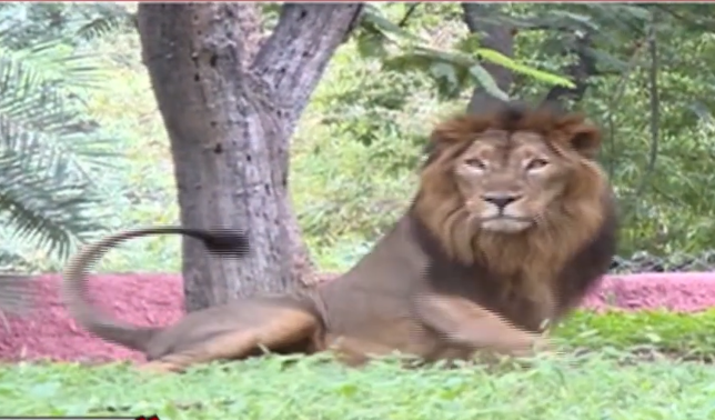 印度海德拉巴市尼赫魯動物園的8頭獅子確診感染新冠病毒，這是印度國內首次發現獅子感染新冠病毒病例。   圖 : 影片截圖