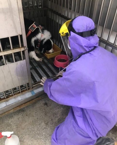 獸醫師餵食邊境牧羊犬，並觀察犬隻進食情形。   圖：新北市動保處提供