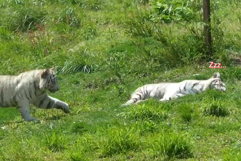小白虎小心翼翼地挖另一隻小老虎起床玩耍。   圖／Twitter@ rikunow