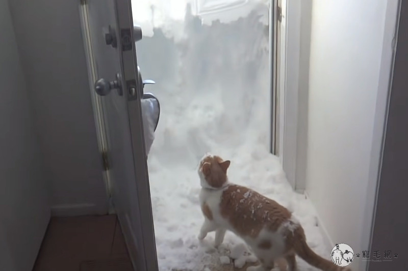 橘白貓魯迪格（Rudiger）為了到外面玩，用自己的小手剷開門口的積雪。   影／美聯社 AP Jukin Media授權