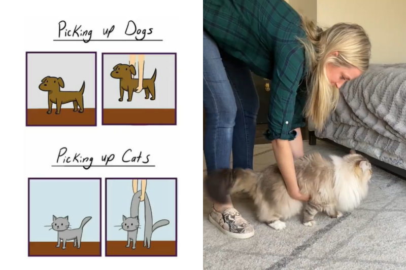 網路上一則爆笑迷因（Meme）指出將狗和貓從地板抱起來，會有完全不同的結果。   圖／Instagram＠ catnamedsquirrel